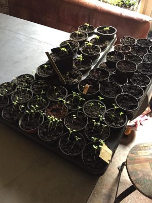 Urban farming: tomatoes