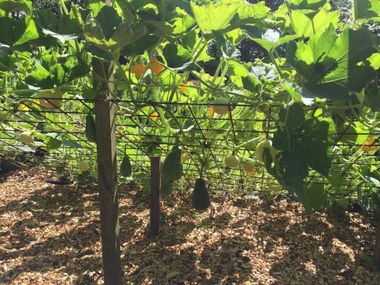 Urban farming: squash