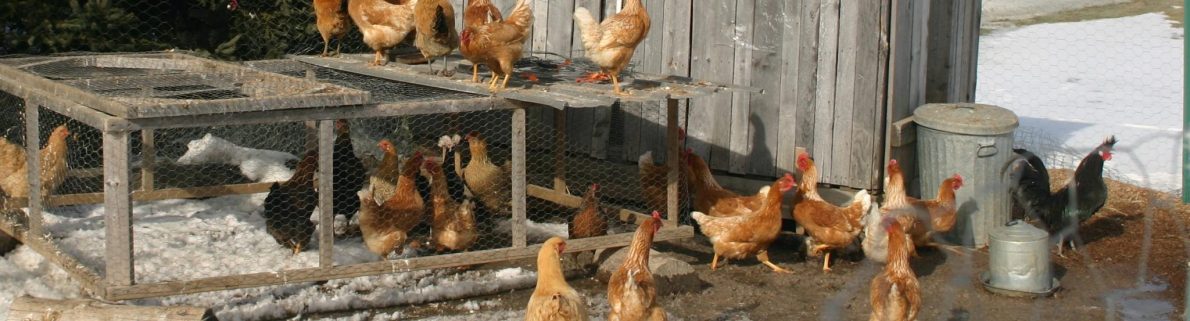 Homesteading with a chicken coop