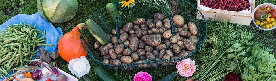 Vegetable produce from a homesteading garden