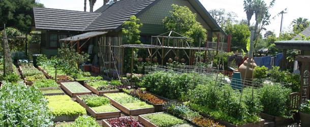 A homesteader's urban farm