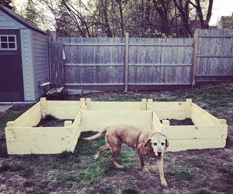 dogs in the garden