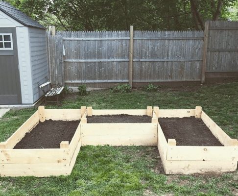 starting your own vegetable patch
