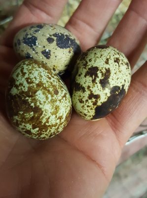 quail eggs