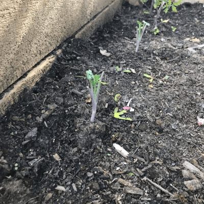 wooden box vegetable garden