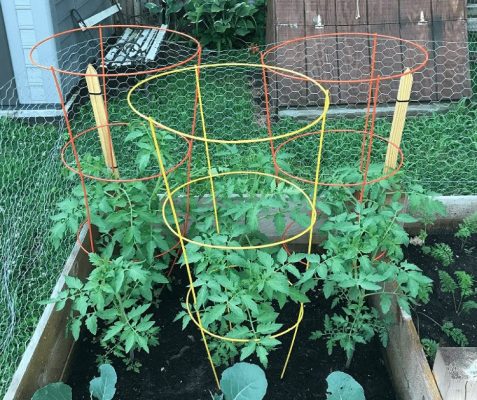 grow vegetables in your backyard