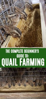How To Get Started With Quail Farming Like A Homesteader