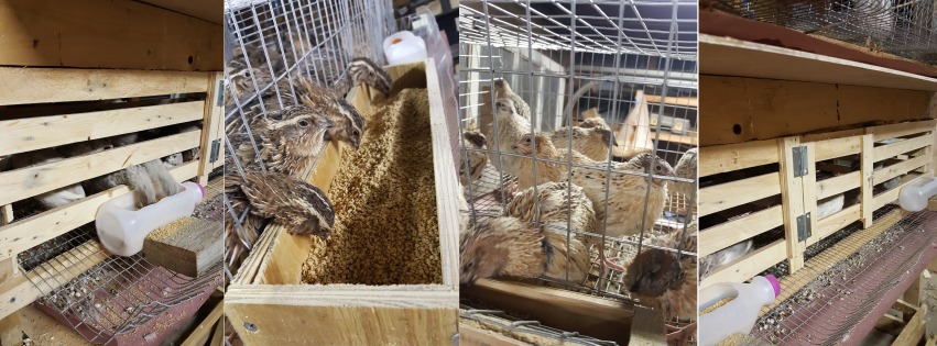 What type of cage should you use in a quail farm
