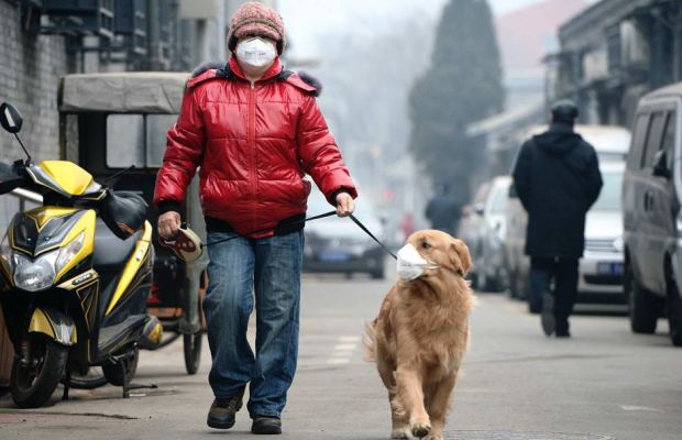 man and dog with a mask walking in the street