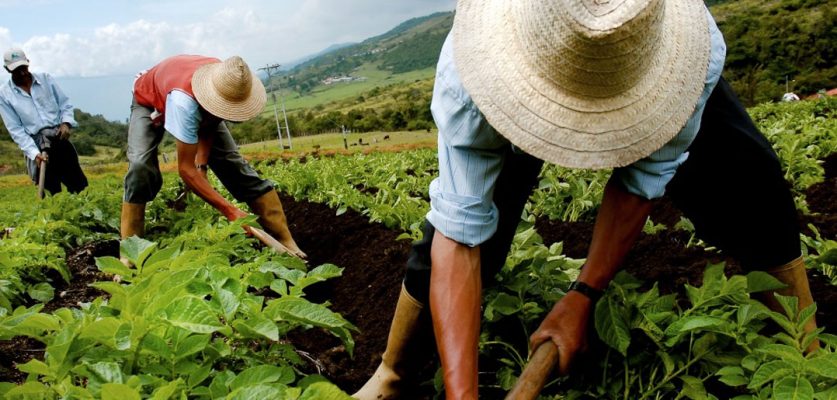 farming in Venezuela