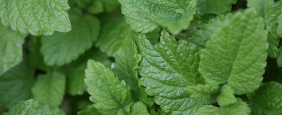 Lemon Balm medicinal plant