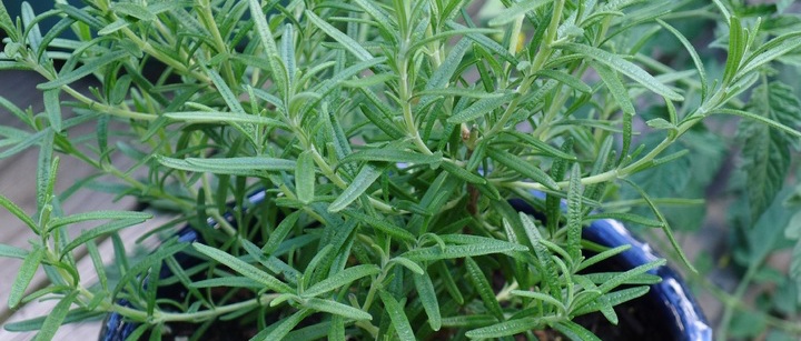 Rosemary medicinal garden