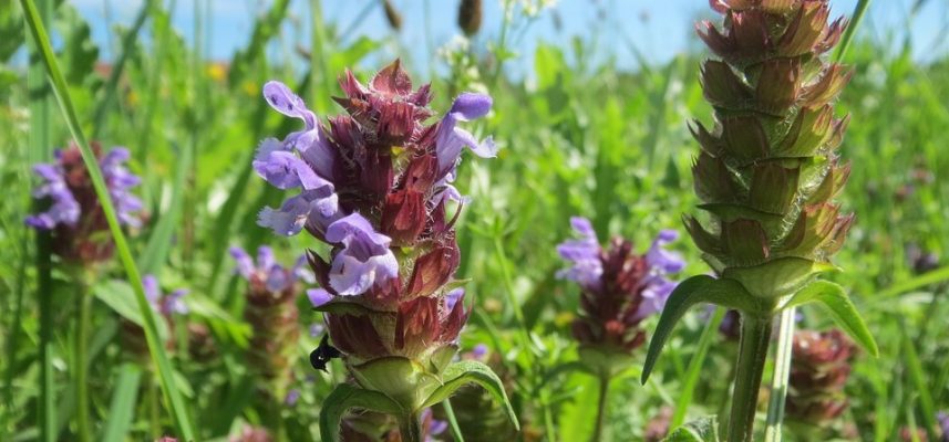 self-heal plant