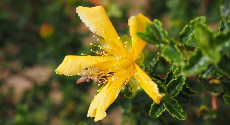 St Johns Wort Medicinal plant