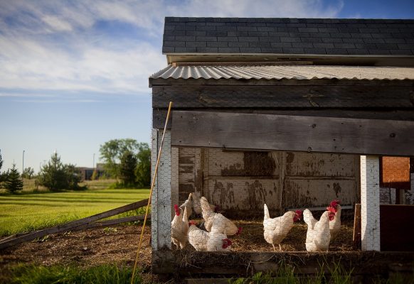chicken-farm-house-animal