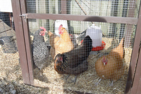 homesteading with chickens 