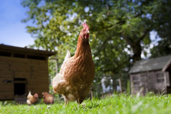 Reasons Preppers Should Have Chickens