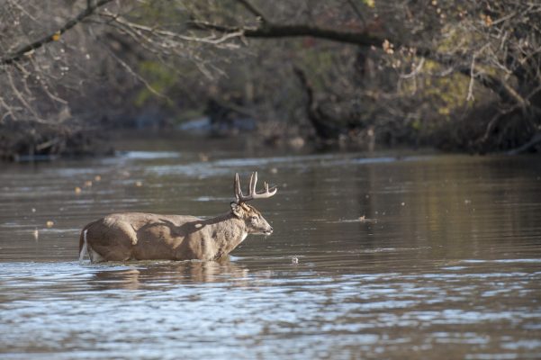 Best Hunting Times for White Tailed Deer
