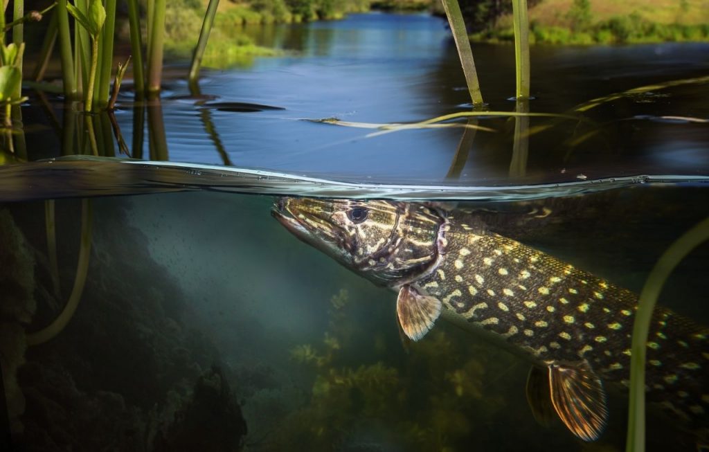 Fish in a lake