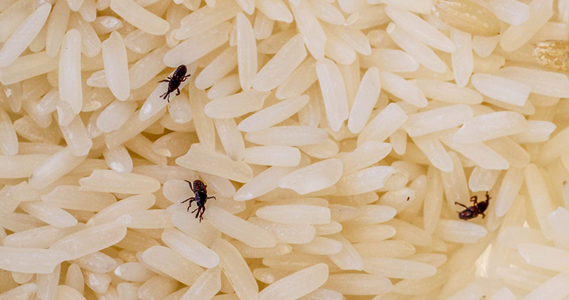 Insects in rice