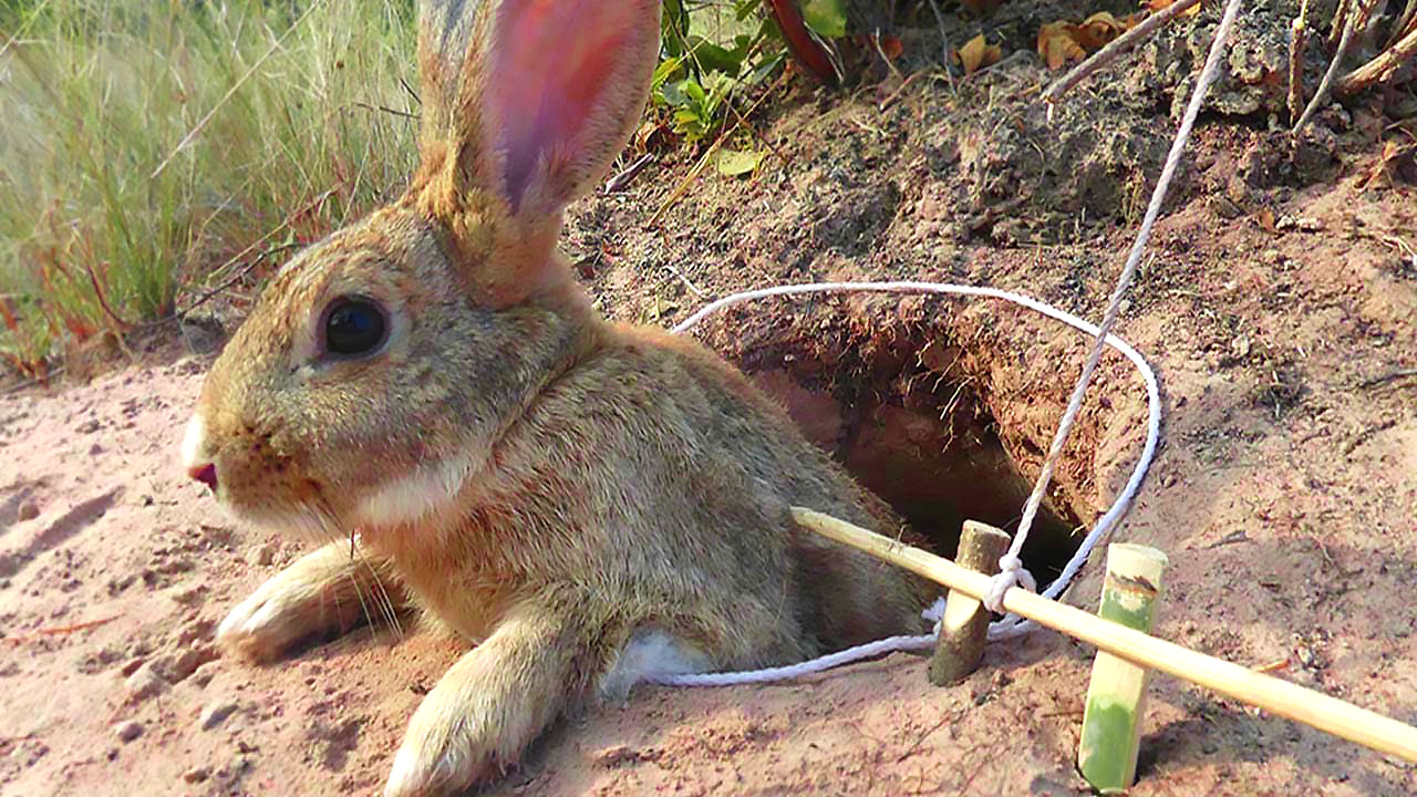 Rabbit Snare Trap