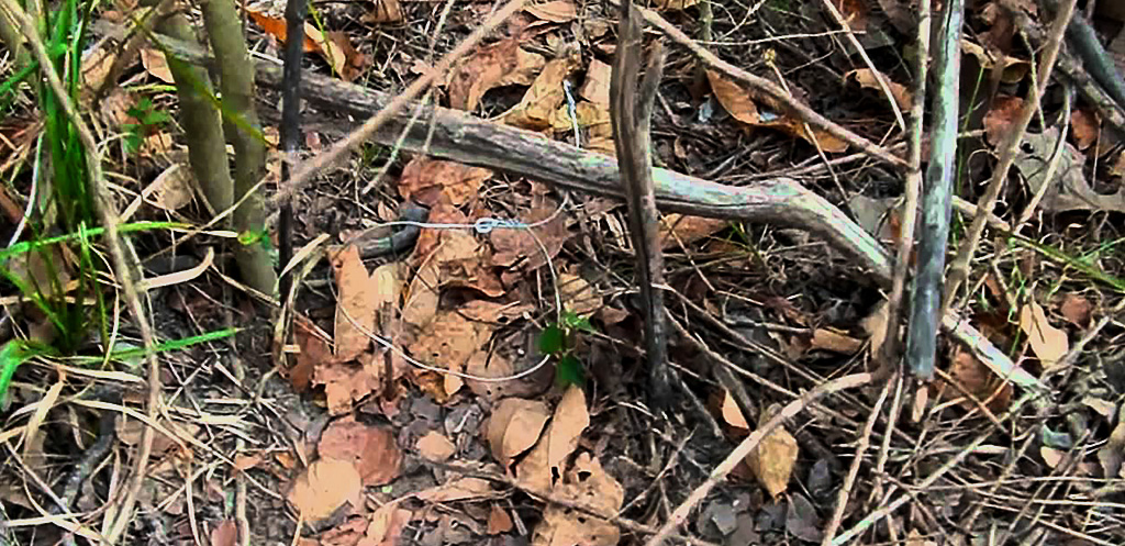 Snare Trap Props and Leaves