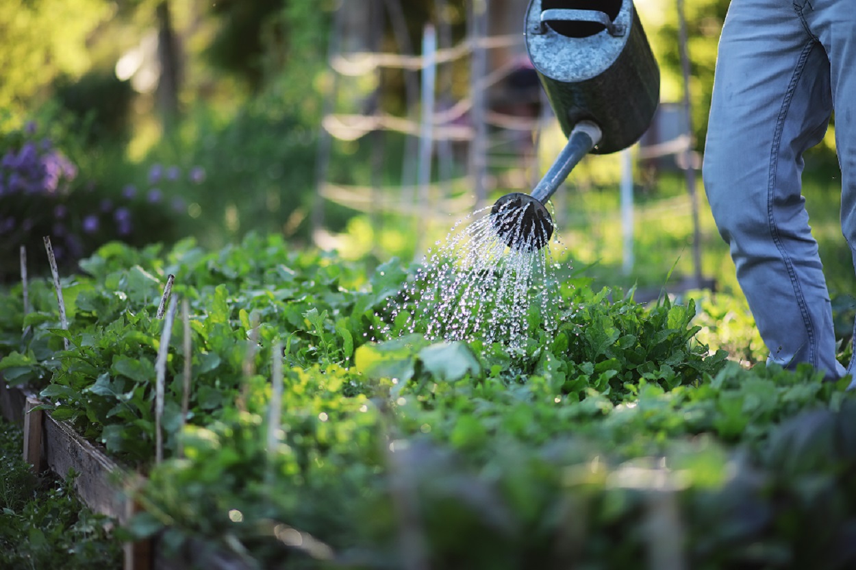 Watering `Vegetable Garden