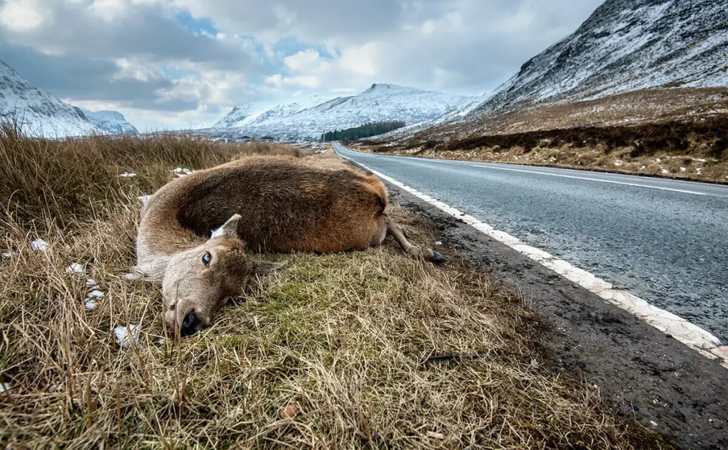 Roadkill-Deer