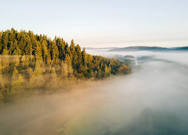 Trees with fog 