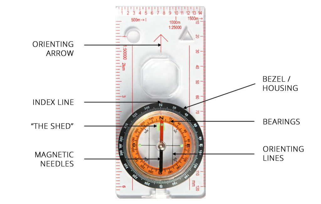 Studying the compass 