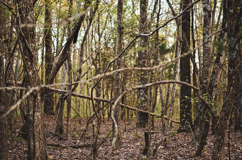 branches of trees