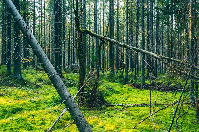 Broken tree