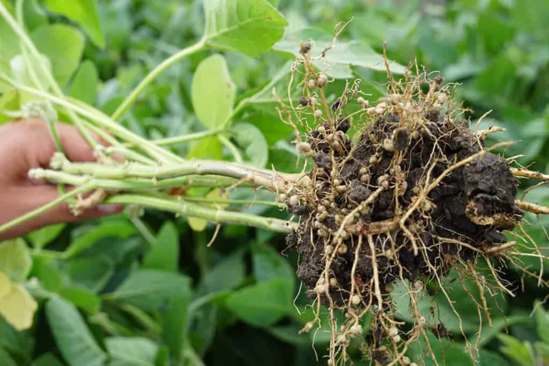 Improved soil health and fertility