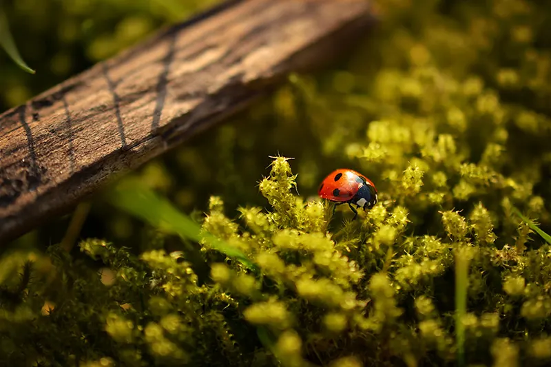 Creating habitats for beneficial insects