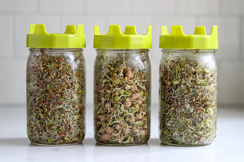 3 bottles of sprouting seeds