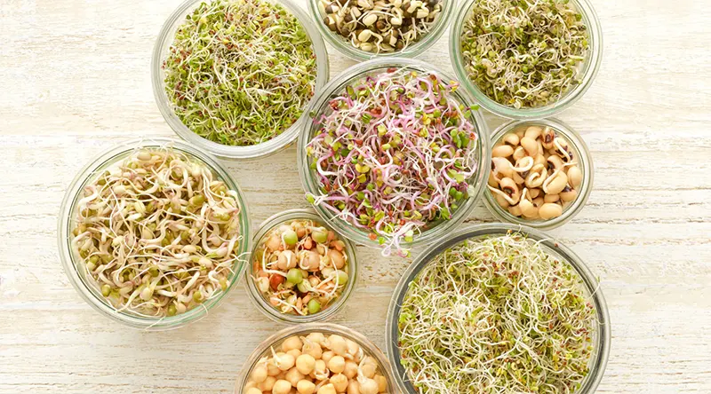 What Types of Seeds are Best for Sprouting?