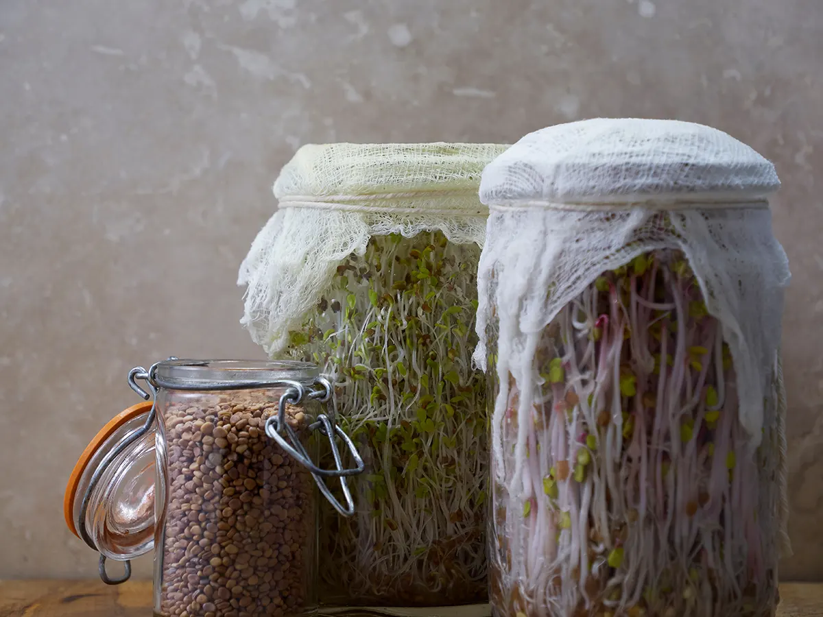 How to sprout seeds in a jar