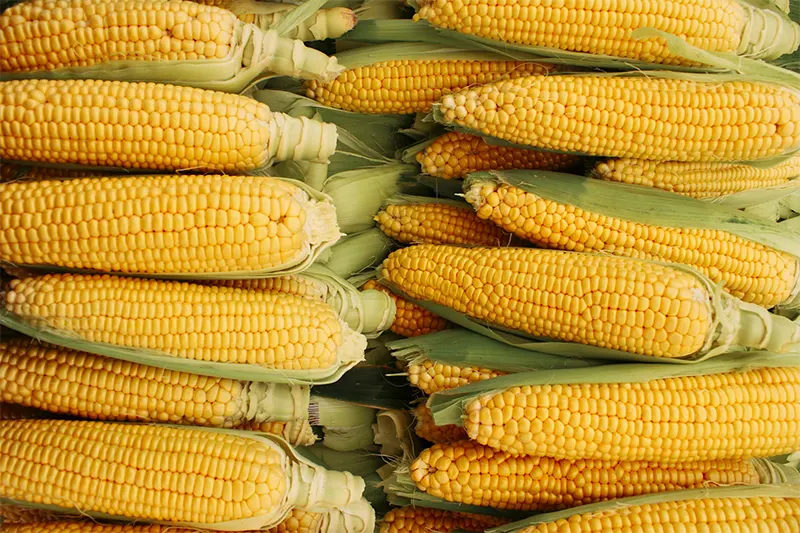 Corn