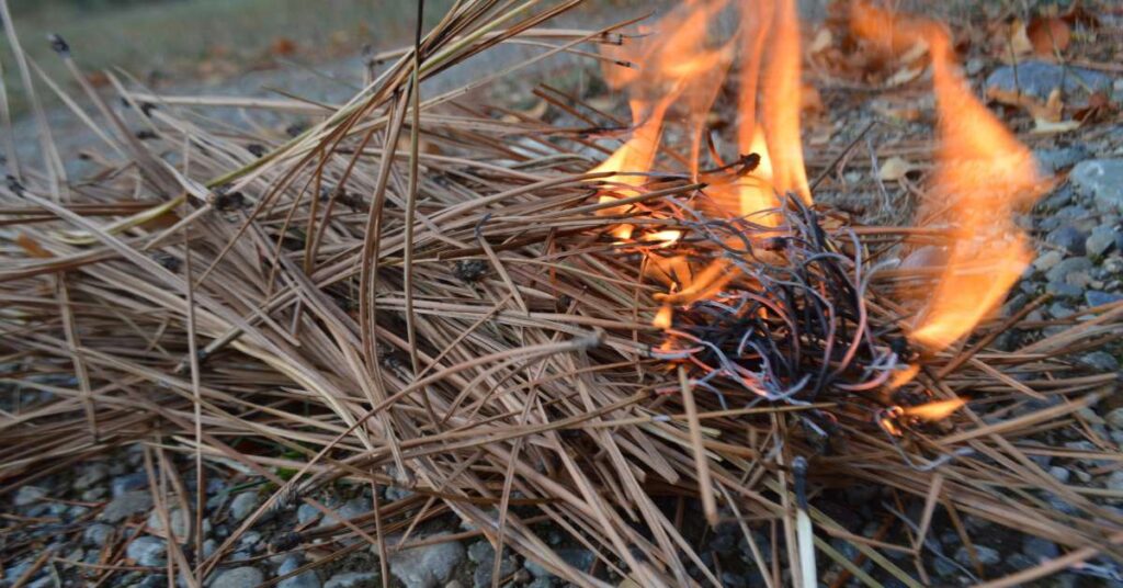 an image of twigs used as tinder to start fire