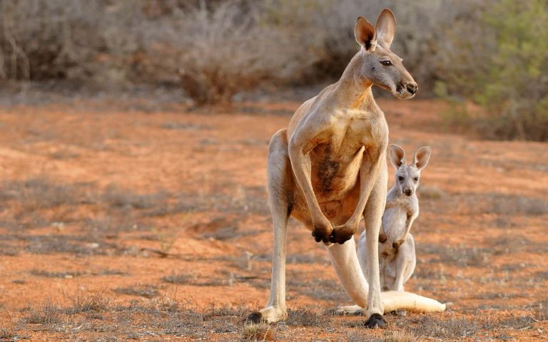 A mother and child kangaroos in the desert. 