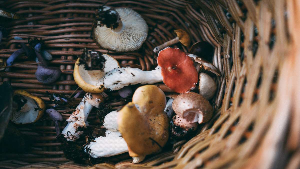 Foraged mushrooms inside the basket.
