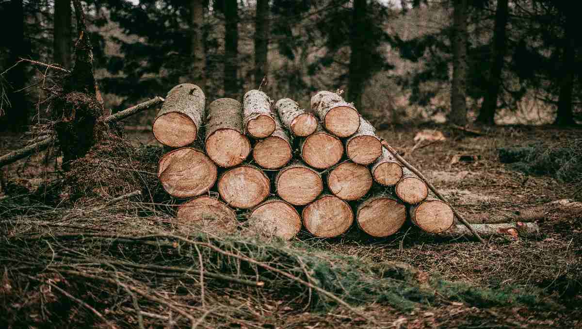 Logs in the forest for cabin construction.